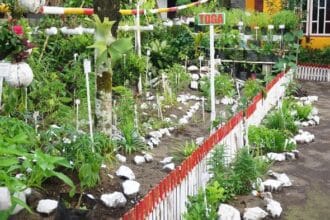 Tanaman obat TOGA (Foto : AtmaGo)