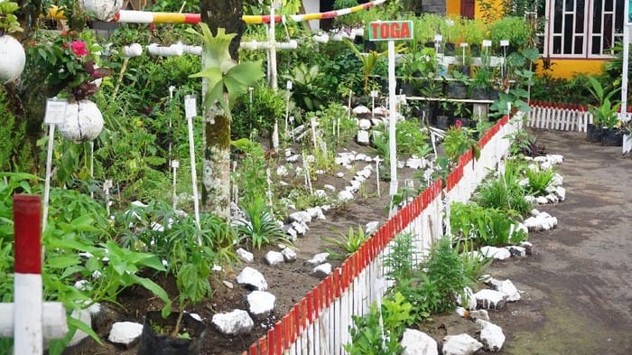 Toga, Tanaman Obat Beragam Manfaat 1 Tanaman obat TOGA (Foto : AtmaGo)