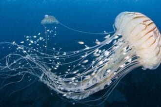 Ubur-ubur (Foto : Batamnews.id)