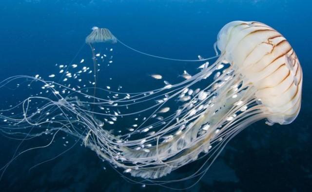 Ubur-ubur (Foto : Batamnews.id)