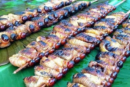 Ulat sagu. (Foto : Badan Kebudayaan Nasional)