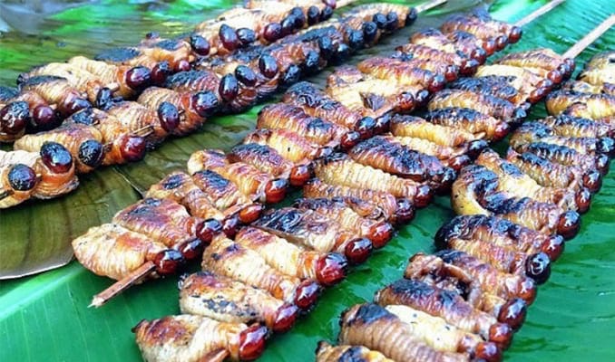 Ulat sagu. (Foto : Badan Kebudayaan Nasional)