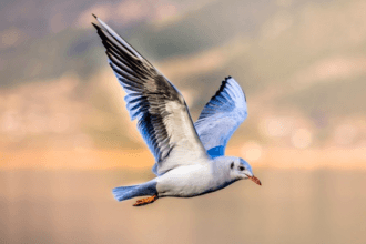 Burung Bentangkan Sayap dan Terbang