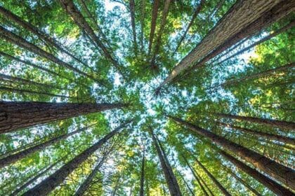 Hari Hutan Internasional (Foto : Kaldera News)