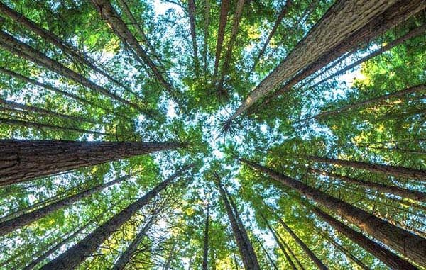 Hari Hutan Internasional (Foto : Kaldera News)