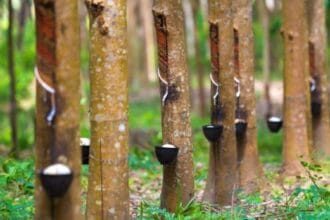 Pohon karet (Foto : AMTAST Indonesia)