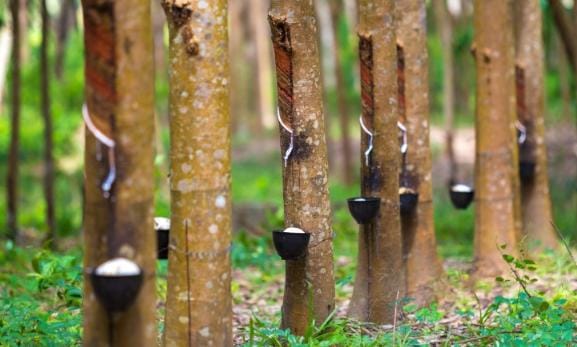 Pohon karet (Foto : AMTAST Indonesia)