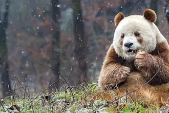 Qizai Panda Berbulu Cokelat Satu satunya di Dunia