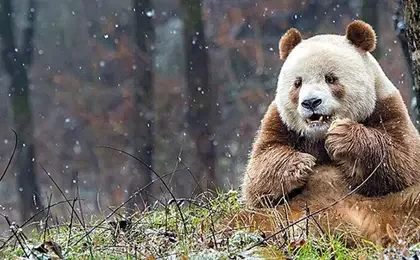 Qizai Panda Berbulu Cokelat Satu satunya di Dunia