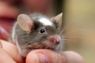 Hari Tikus Sedunia (Foto : Healthline)