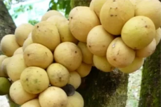Buah Kokosan (Foto : Harian Merapi)