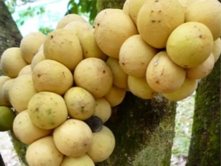 Buah Kokosan (Foto : Harian Merapi)