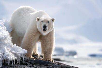 Beruang kutub (Foto : Greeners)