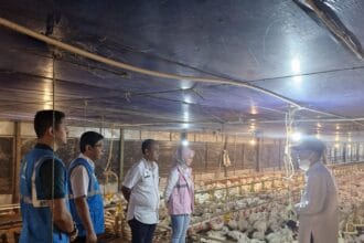 PLN Bekisar Linimassa