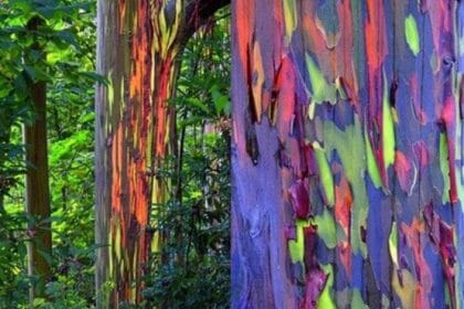 Pohon Pelangi (Foto : IDN Times)