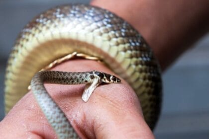 Warga Pandeglang Digigit Ular