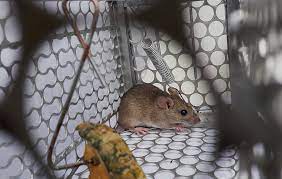 Cara Mengusir Tikus (Foto : PT Ikari Shodoku Indonesia)