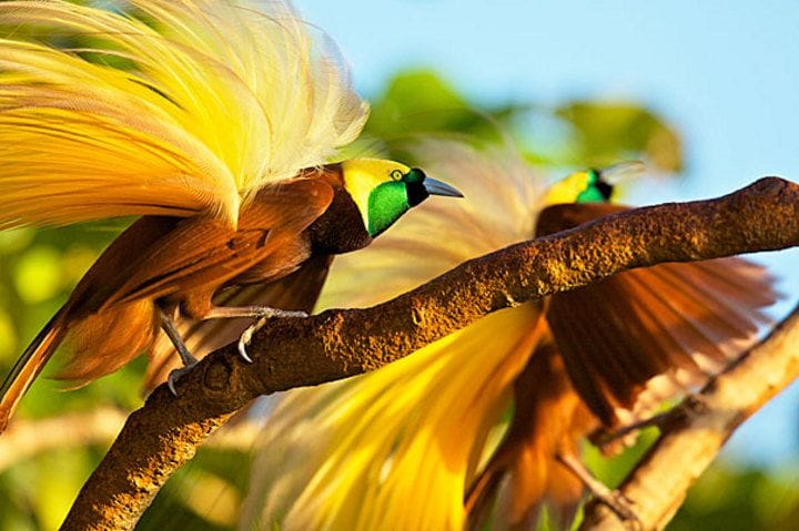 Cendrawasih (Foto : National Geographic Indonesia)