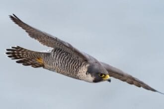 Falcon (Foto : OkeZone Techno)