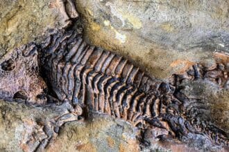 Fosil (Foto : BBC)