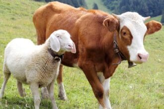 Hewan Qurban (Foto : Universitas Airlangga)