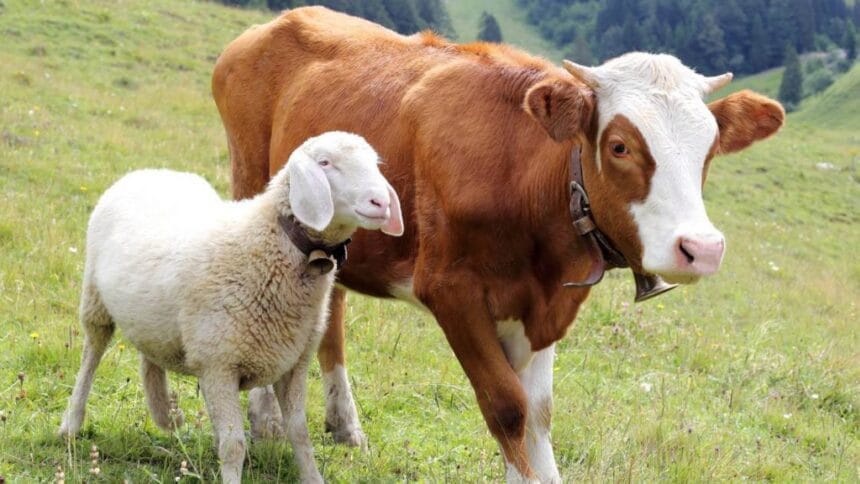 Hewan Qurban (Foto : Universitas Airlangga)