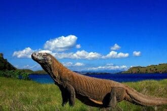 Komodo (Foto : Dwidaya Tour)