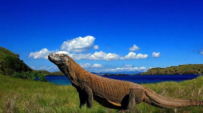 Komodo (Foto : Dwidaya Tour)