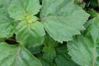 Nilam (Foto : Jamu Digital)