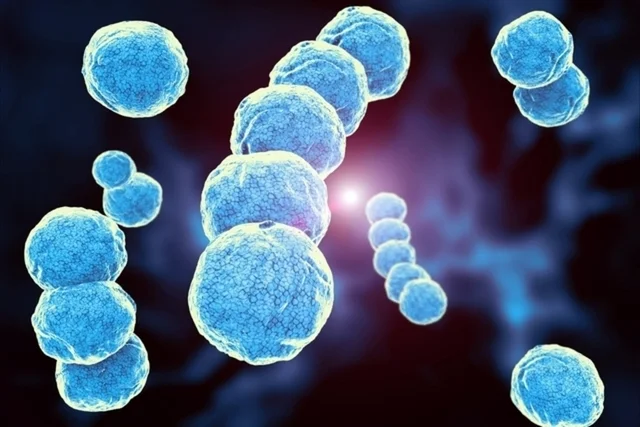Streptococcus pyogenes