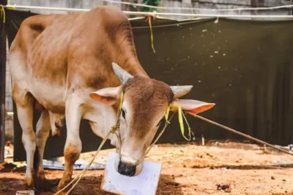 Tata Cara Penyembelihan Halal Hewan Qurban