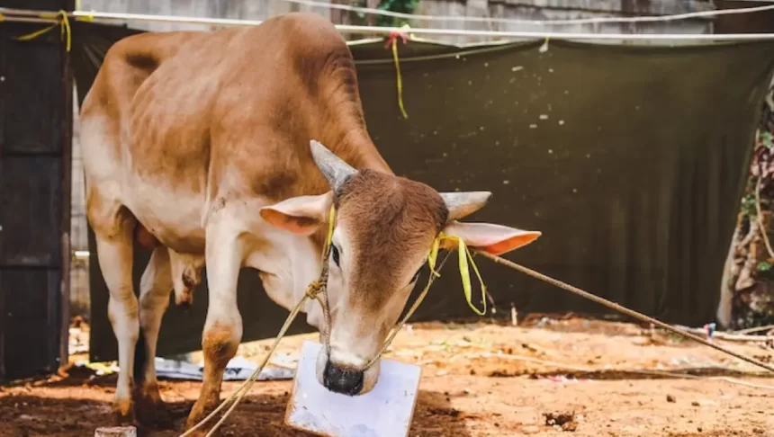 Tata Cara Penyembelihan Halal Hewan Qurban