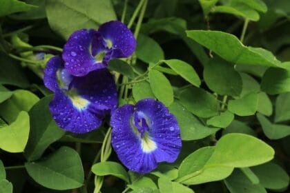 Bunga Telang (Foto : Alodokter)