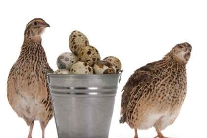 Burung Puyuh (Foto : Putra Perkasa Genetika)