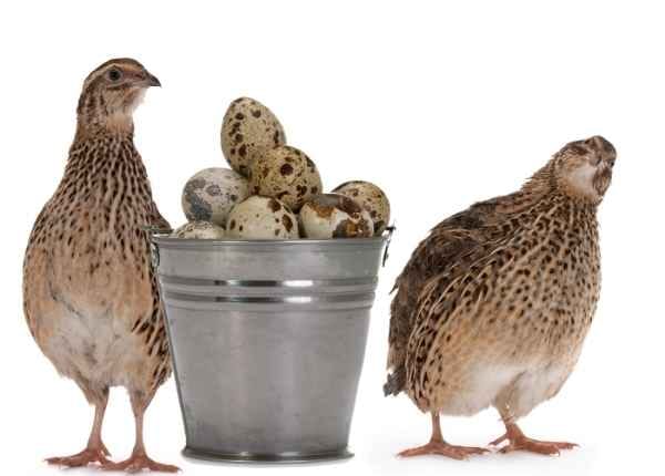 Burung Puyuh (Foto : Putra Perkasa Genetika)