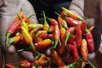 Harga Cabai Naik di Pasar Ciruas Kabupaten Serang