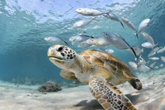Hari Kelautan Nasional (Foto : Tirto.id)