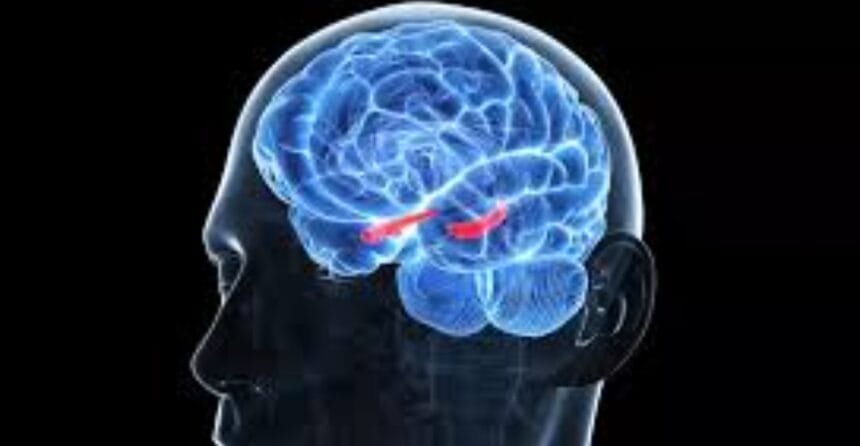 Hippocampus, Bagian Otak yang Penting untuk Menyimpan Memori 1 Hippocampus