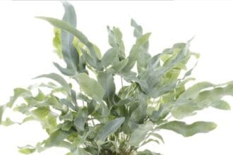 Pakis Bintang Biru Linimassa