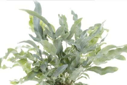 Pakis Bintang Biru Linimassa