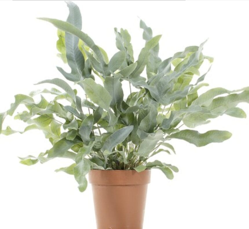 Pakis Bintang Biru Linimassa