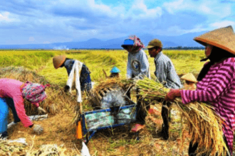 Petani Panen Padi