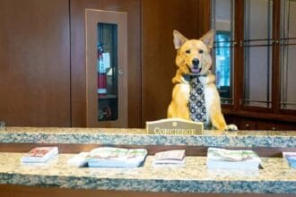 Hari Bekerja Seperti Anjing Linimassa