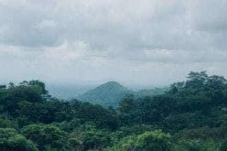 Hari Hutan Indonesia Linimassa