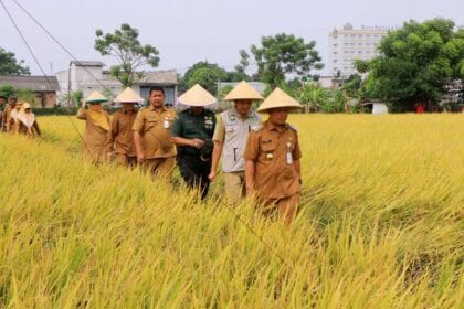 Panen Raya Padi di Kota Tangerang
