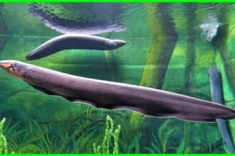 Belut Listrik Linimassa