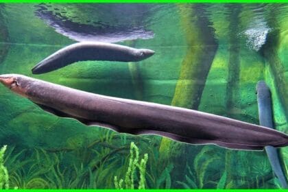 Belut Listrik Linimassa