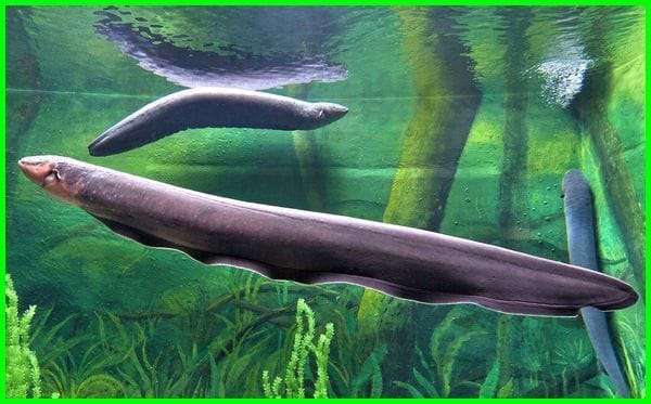 Belut Listrik, Muatan Listrik untuk Pengejut Mangsa dan Penghalang Predator 1 Belut Listrik Linimassa