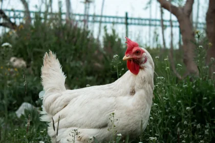 Ilustrasi Ayam (Foto : Pustaka Perkasa Genetika)