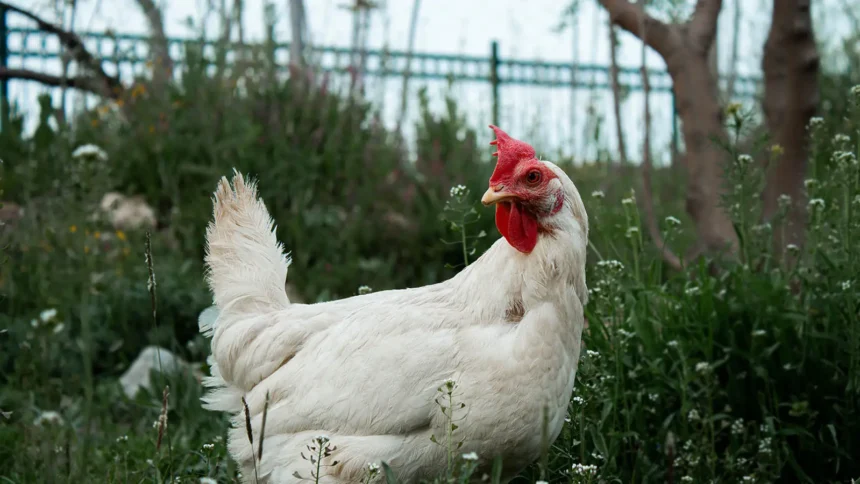 Hal Penting Molting pada Udang dan Ayam 1 Ilustrasi Ayam (Foto : Pustaka Perkasa Genetika)